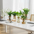 Plusieurs vases hydroponiques avec plantes sur un bureau