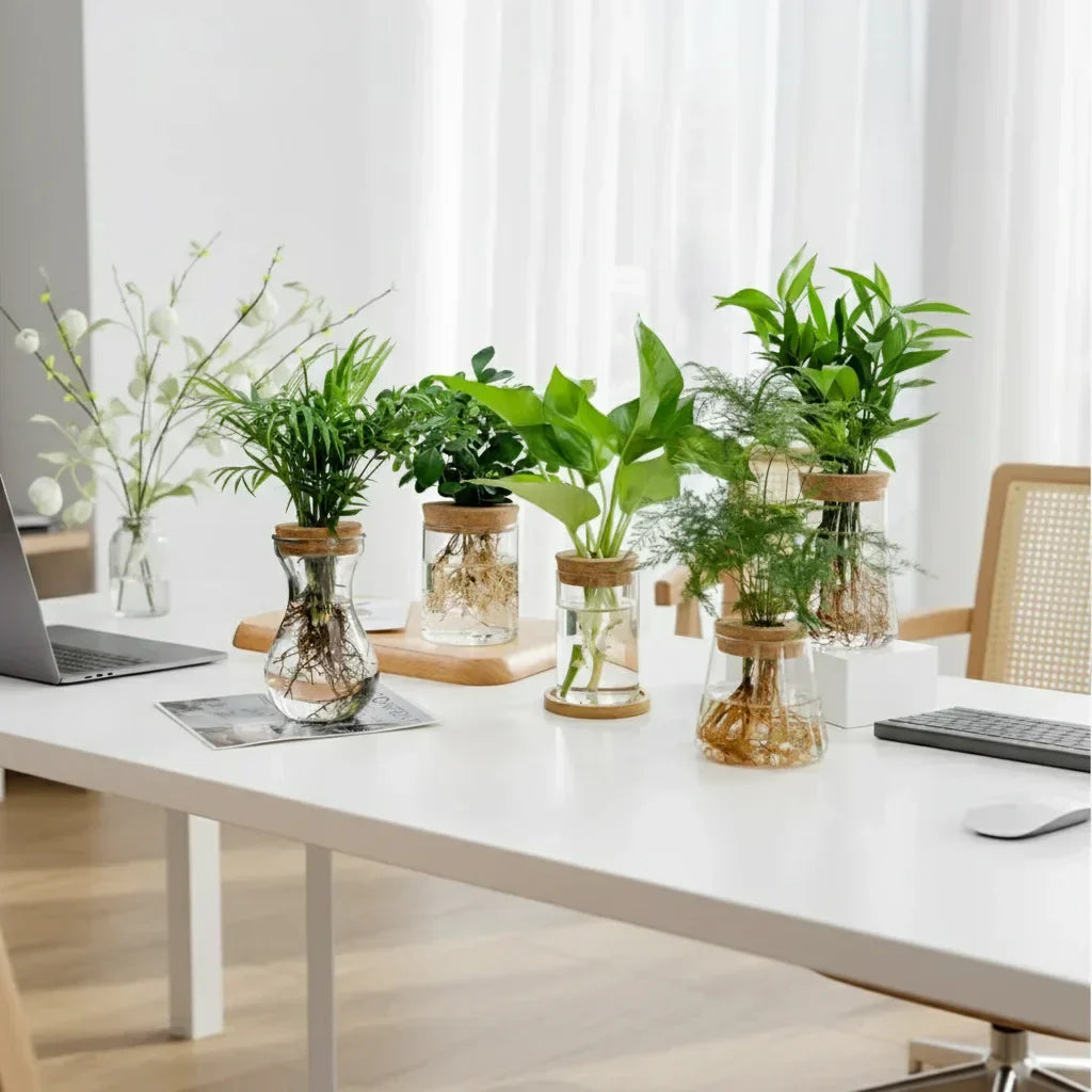 Plusieurs vases hydroponiques avec plantes sur un bureau