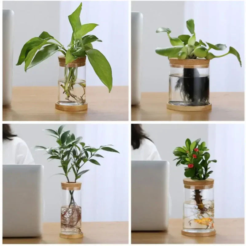 Quatre plantes différentes en vase hydroponique
