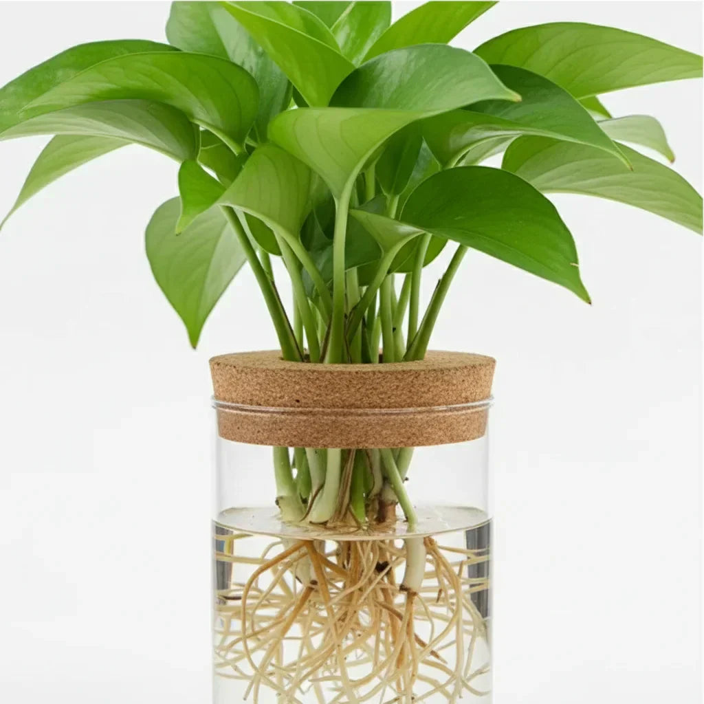 Gros plan sur un pothos et ses racines dans le vase