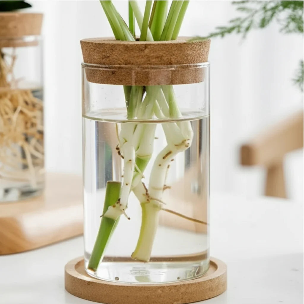 Racines d'une plante dans un vase hydroponique